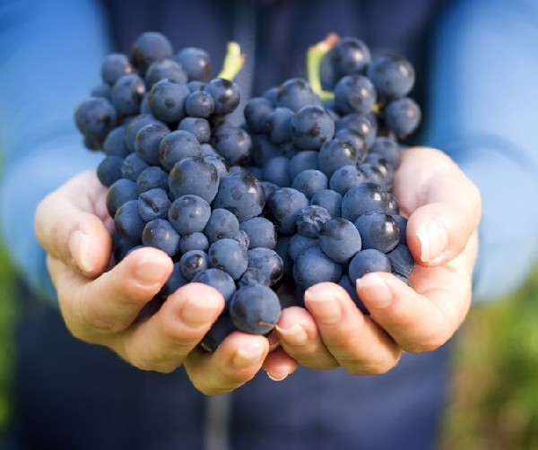 A százhúsz éves IBUSZ szervezésében rendezett Outdoor csapatépítő programok közt szereplő Szüreti mulatság során garantált az iroda felhőtlen szórakozása. 
